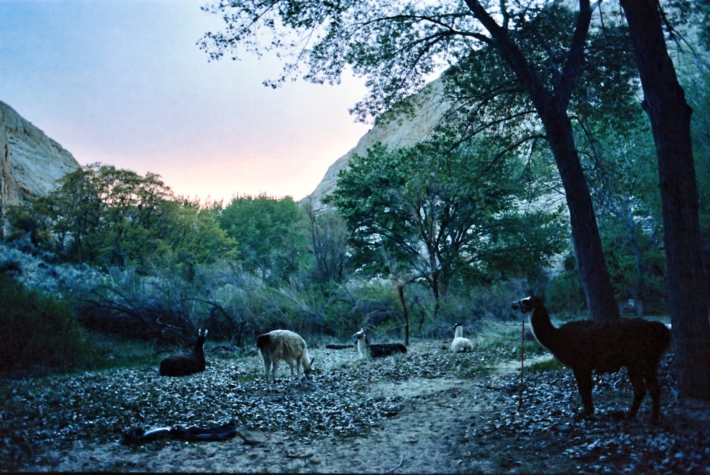 Llamas at rest by peterdegraaff