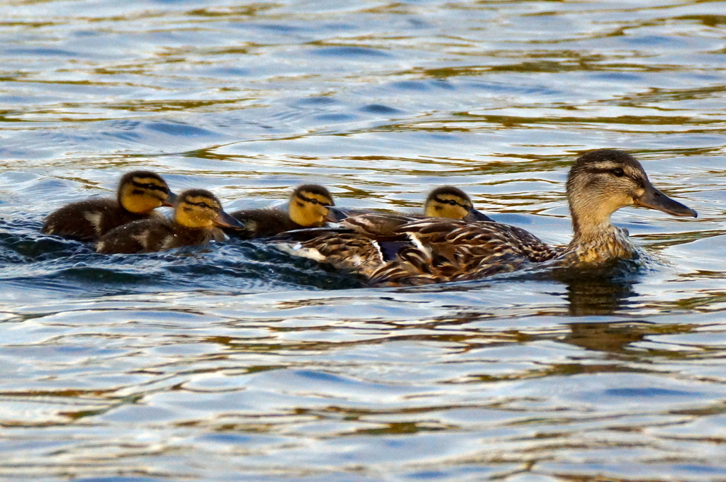 MUMMY DUCK AND THE FLUFF BALLS by markp