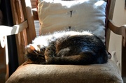 8th Aug 2013 - Nap on THE sunny armchair! 