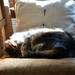 Nap on THE sunny armchair!  by parisouailleurs