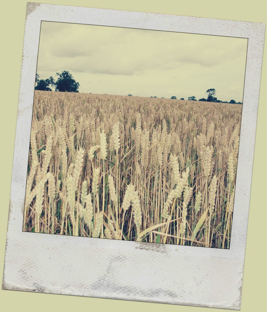 cornfield by plainjaneandnononsense