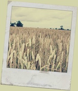31st Jul 2013 - cornfield