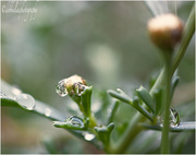 9th Aug 2013 - 9.8.13 A Little Light Rain