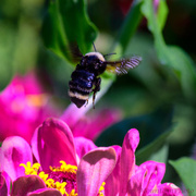 9th Aug 2013 - Flying Bumble