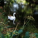 Swan on the river - 09-8 by barrowlane