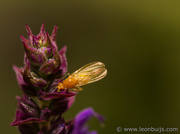 9th Aug 2013 - Yellow Fly on Salvia