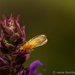 Yellow Fly on Salvia by leonbuys83