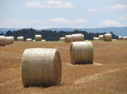 9th Aug 2013 - Lots of Rolls of hay!