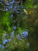 9th Aug 2013 - Colours in the creek