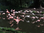 31st Jul 2013 - Gorgeous flamingos