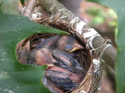 8th Aug 2013 - Baby Nuthatches