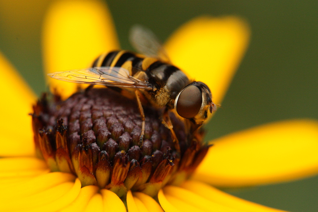 Have you ever looked into the eye of a Hoverfly? by mzzhope