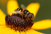 9th Aug 2013 - Have you ever looked into the eye of a Hoverfly?