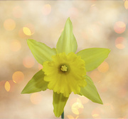 10th Aug 2013 - Daffodil 