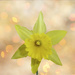 Daffodil  by tonygig
