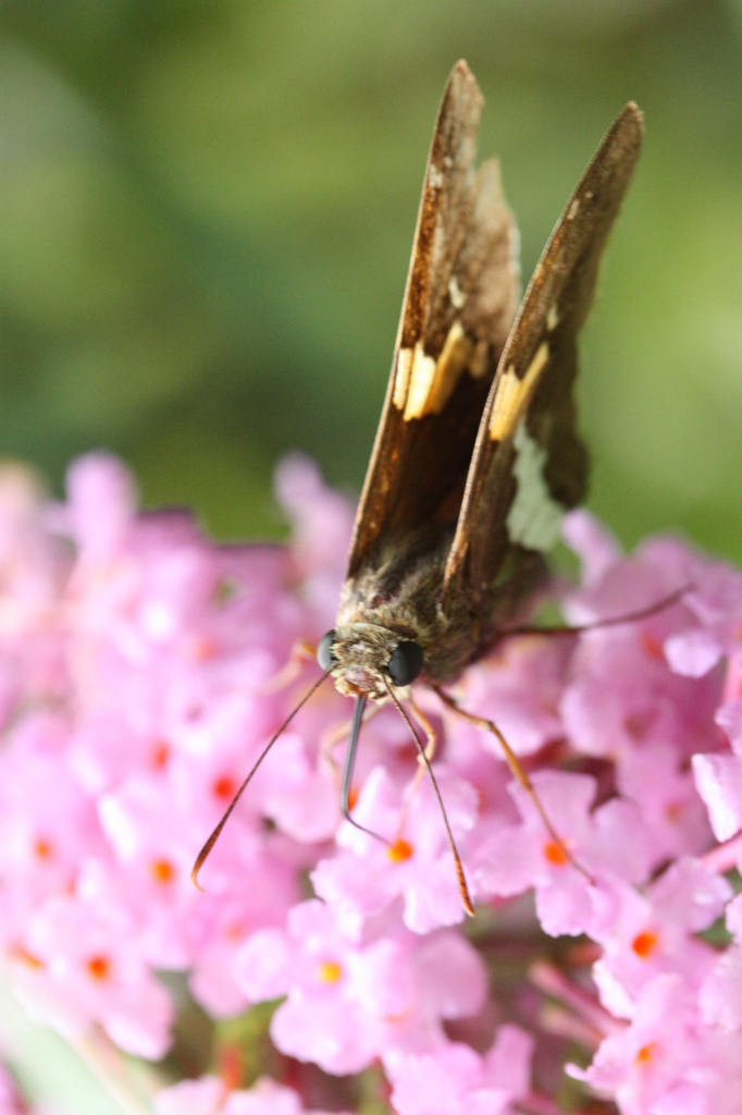  Silver Spotted Skipper by mzzhope