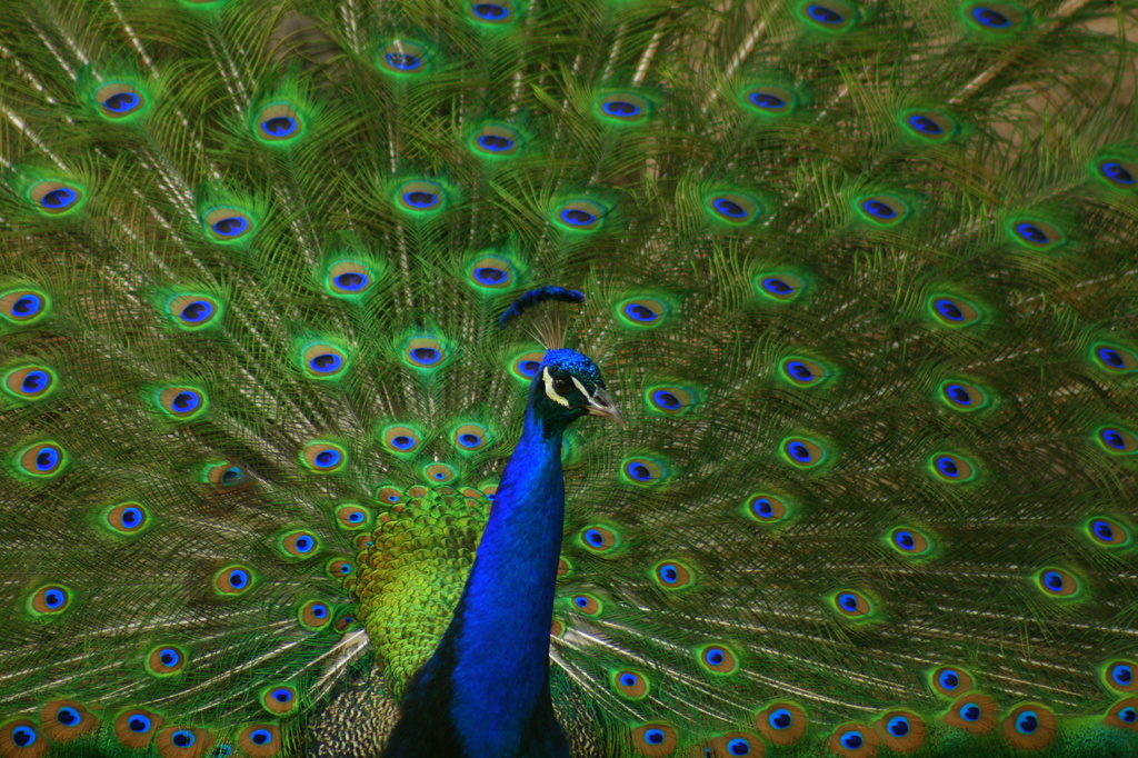 Pretty As A Peacock by kerristephens