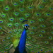 Pretty As A Peacock by kerristephens