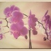 The Orchid Flower... by streats