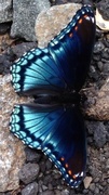 9th Aug 2013 - red-spotted purple