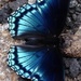 red-spotted purple by wiesnerbeth