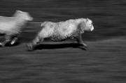 10th Aug 2013 - Run Lola Run (Run Sheep Run)
