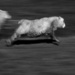 Run Lola Run (Run Sheep Run) by yaorenliu