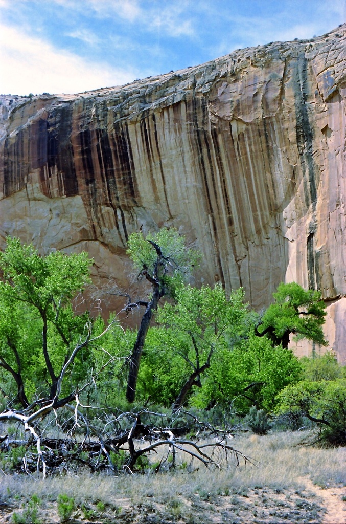 Cottonwoods and desert varnish by peterdegraaff