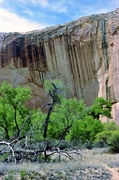 10th Aug 2013 - Cottonwoods and desert varnish