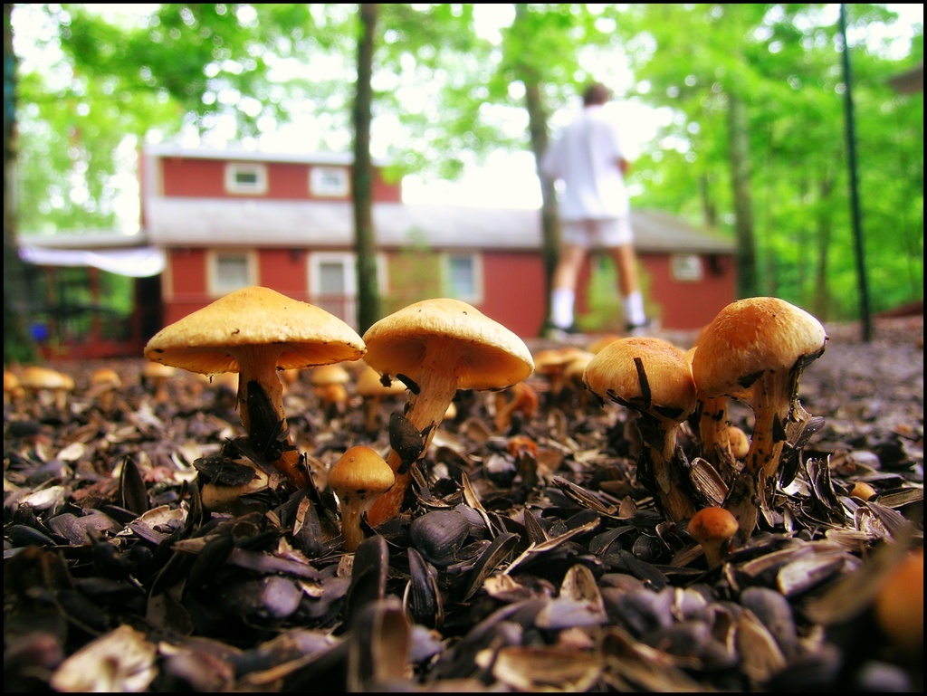 A Bumper Crop of Mushrooms by olivetreeann