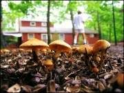9th Aug 2013 - A Bumper Crop of Mushrooms