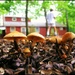 A Bumper Crop of Mushrooms by olivetreeann