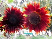 9th Aug 2013 - Gossiping Sunflowers