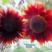 Gossiping Sunflowers by bjywamer