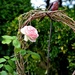 August new rose by parisouailleurs