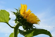 28th Jul 2013 - Sunflower