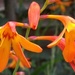Montbretia by fishers