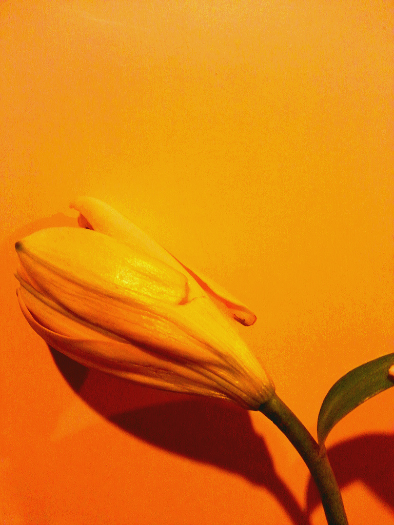 A petal tells a story... by amrita21