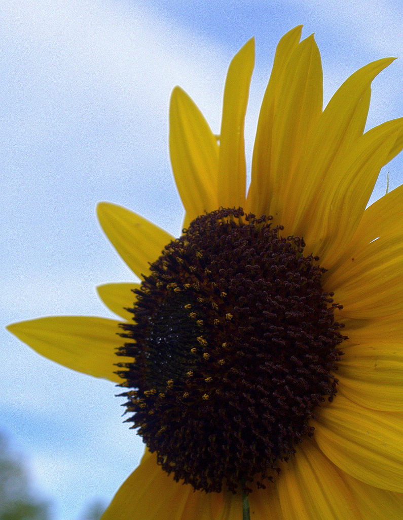 Sunflower by kevin365