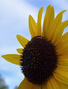 7th Aug 2013 - Sunflower