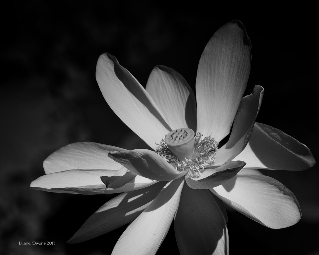 Lotus by eudora
