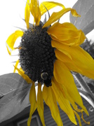 9th Aug 2013 - Bee Yellow