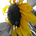 Bee Yellow by brillomick