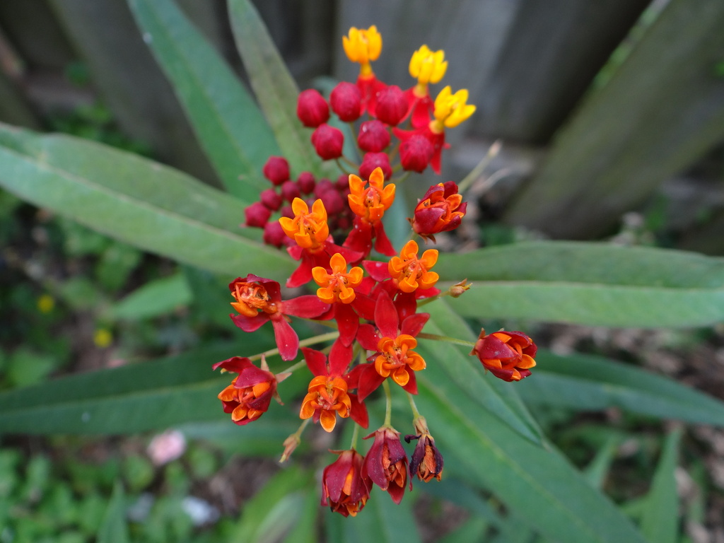 Butterfly Weed Variation by brillomick