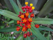 3rd Aug 2013 - Butterfly Weed Variation