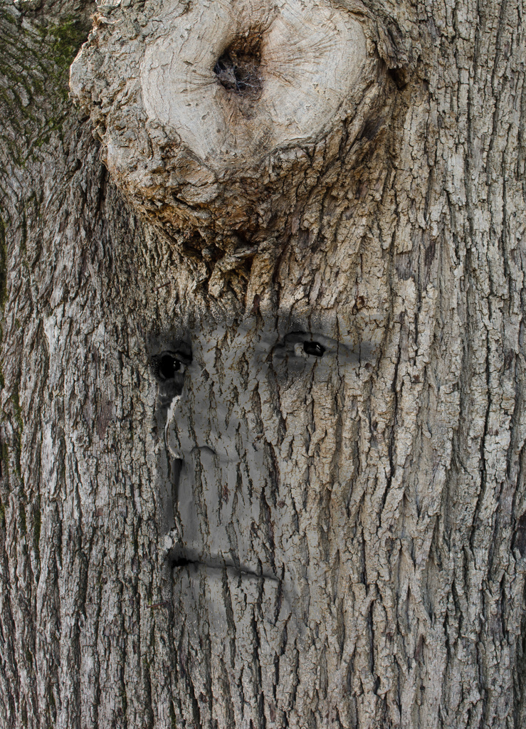 Tree Face by salza