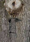 10th Aug 2013 - Tree Face