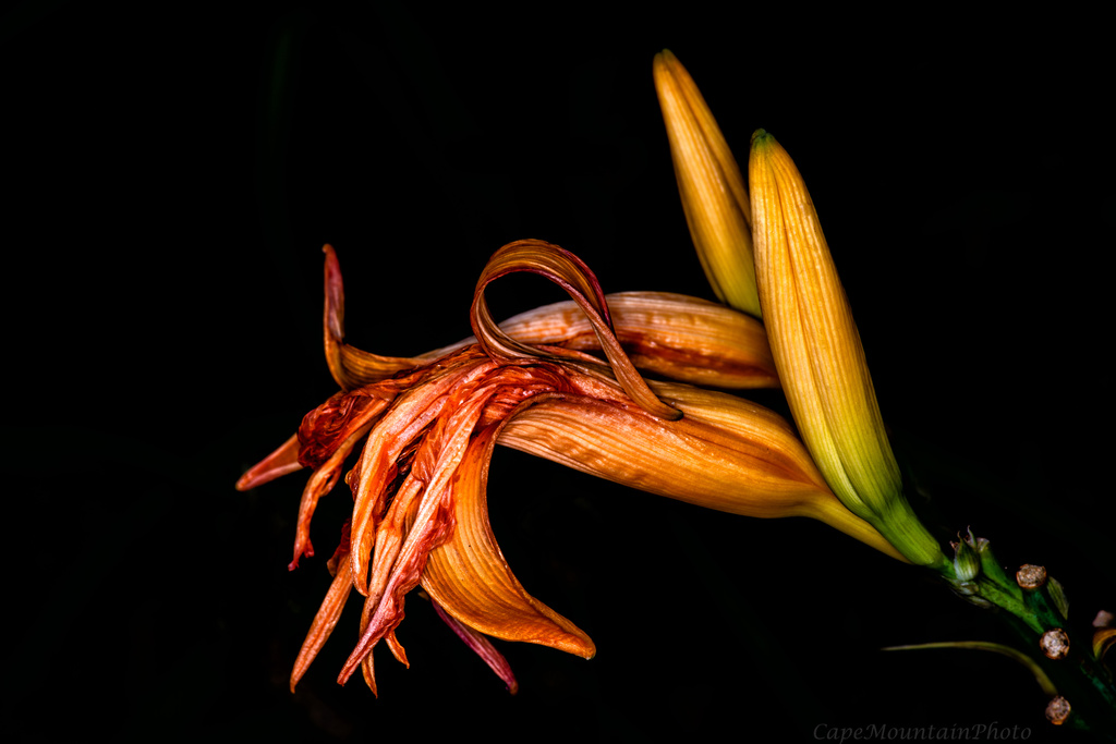 Day Is Done Lily by jgpittenger