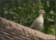 10th Aug 2013 - Collared dove