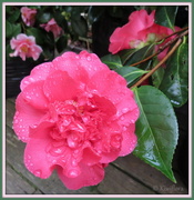 11th Aug 2013 - Camellia 'Sunset Glory'